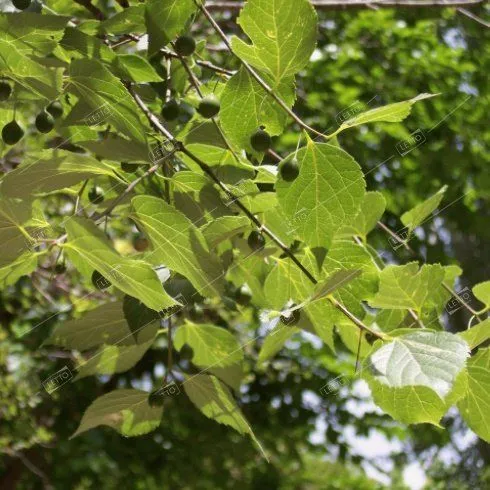Каркас южный 8/10 Celtis australis 30л (И) — цена в LETTO