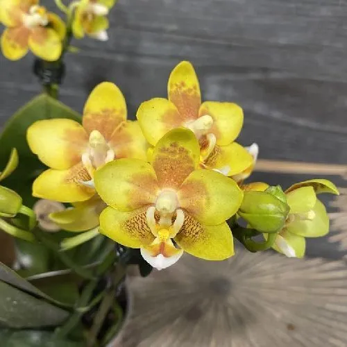 Фаленопсис ароматный микс Phalaenopsis aroma mix 35/12
