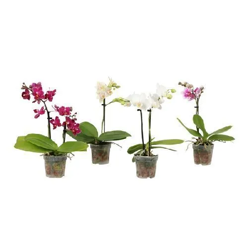 Фаленопсис мини 1 ствол микс Phalaenopsis mini 1 st mix 25/7
