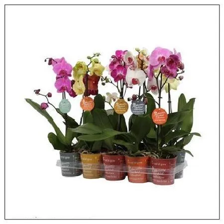 Фаленопсис 1 ствол микс Phalaenopsis 1 tak mix 50/12 