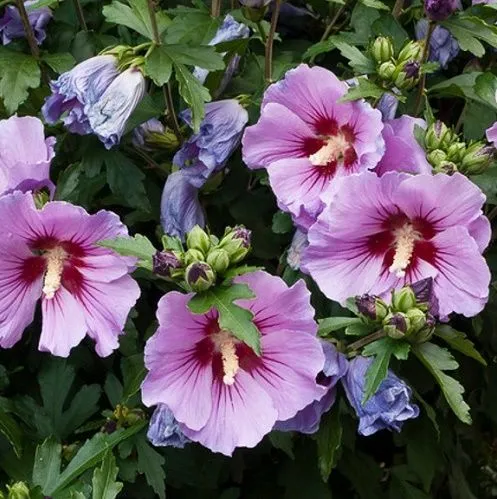 Гибискус сирийский Hibiscus syriacus 2л/3л