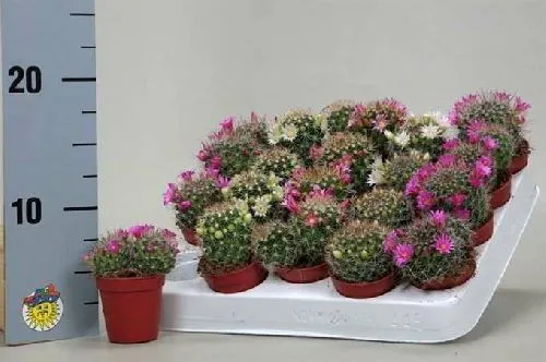 Маммиллярия микс Mammillaria mix 8/5