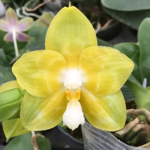 Фаленопсис 2 ствола Аромио Фрути Phalaenopsis 2 st Aromio Fruity 25/7