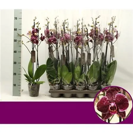 Фаленопсис 2 ствола Эдуктион Phalaenopsis 2 st Eduction 60/12