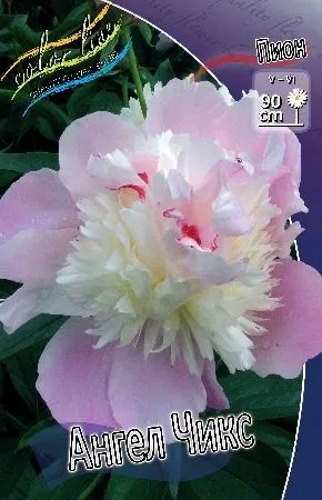 КЛ/ Пион Ангел Чикс (махровый, светло-розовый) 2/3n 1шт