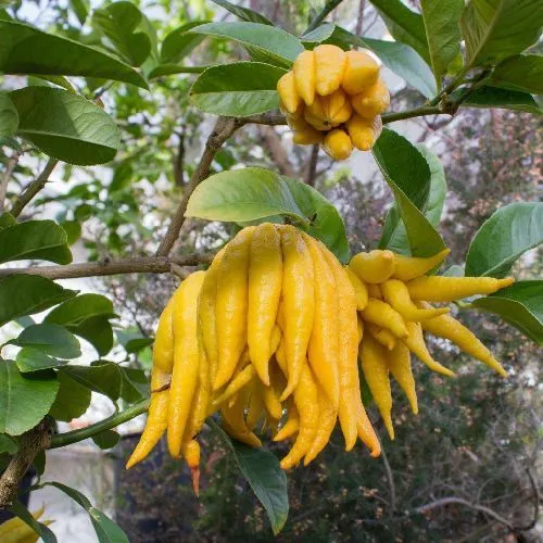 Цитрон пальчатый Citrus medica var. sarcodactylis 5л (И)
