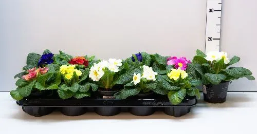 Примула бесстебельная бахромчатая Primula acaulis /10,5
