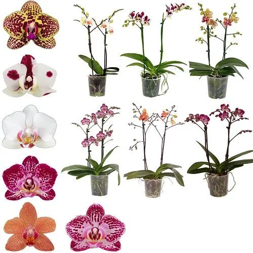 Фаленопсис многоцветковый 2 ствола микс Phalaenopsis multi 2 st mix 50/12