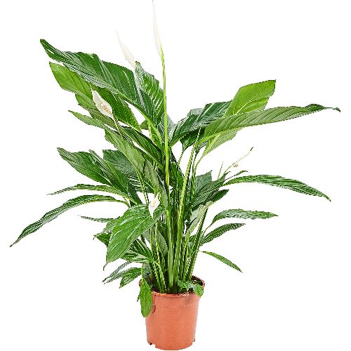 Спатифиллум Свит Лауретта Spathiphyllum Sweet Lauretta 2+ 90/21
