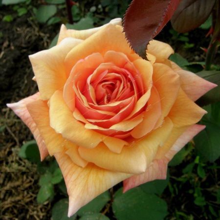 Роза чайно-гибридная Карамельная Мечта, коробка 1шт (двухлетка) Алтай