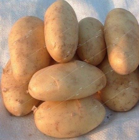 Картофель семенной Голландка Элита. семена весовые сетка 10кг