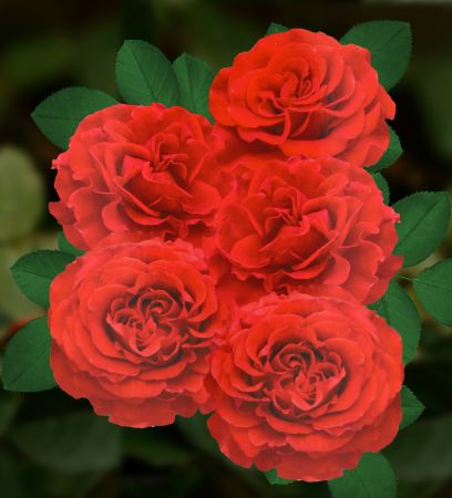 Роза чайно-гибридная Эль Торо коробка 1шт (двухлетка) Волжский Сад