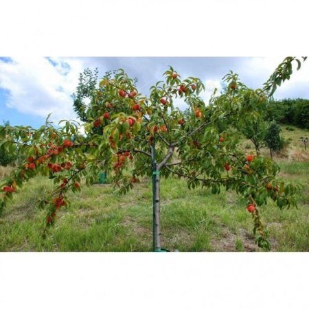 Абрикос обыкновенный в ассортименте полуштамб Prunus armeniaca in varieta 10л (И)
