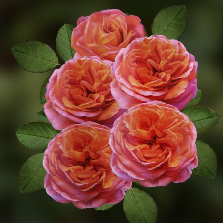 Роза чайно-гибридная Рене Госсини коробка 1шт (двухлетка) Волжский Сад
