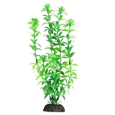 растение "гемиантус" зеленый, 300мм, laguna