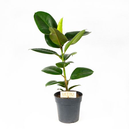Фикус каучуконосный Робуста Ficus elastica Robusta 70/19 (Н)
