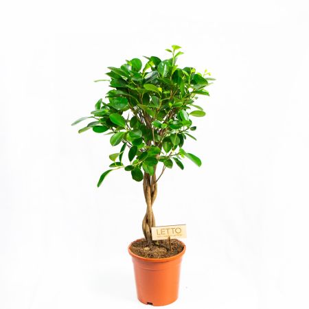 Фикус мелкоплодный Мокламе переплетенный Ficus microcarpa Moclame twisted stem 60/17