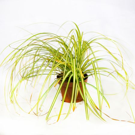 Осока охименская Эверголд Carex ochimensis Evergold Р9 (Н)